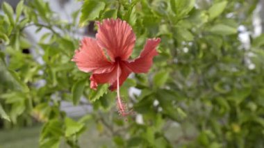 Yeşil yapraklarla çevrili Çin gülü.