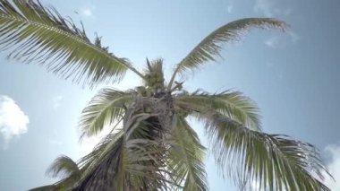 Hindistan cevizli bir palmiye ağacı Karayipler 'de mavi gökyüzü görünüyor.