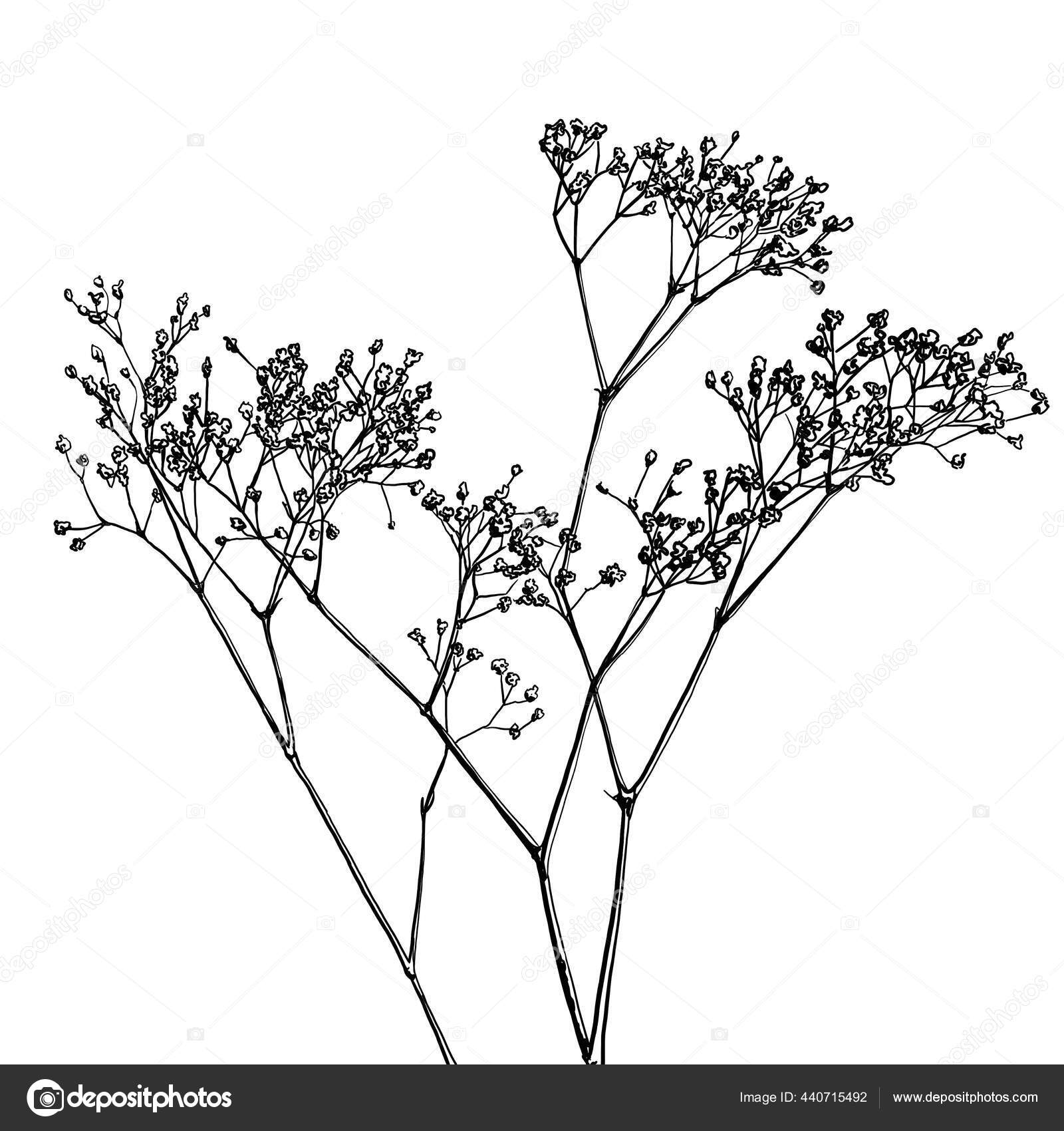 Baby Breath Flower Vector Illustration Gypsophila Isolated Black White Coloring Vector Image By C Darur98 Gmail Com Vector Stock