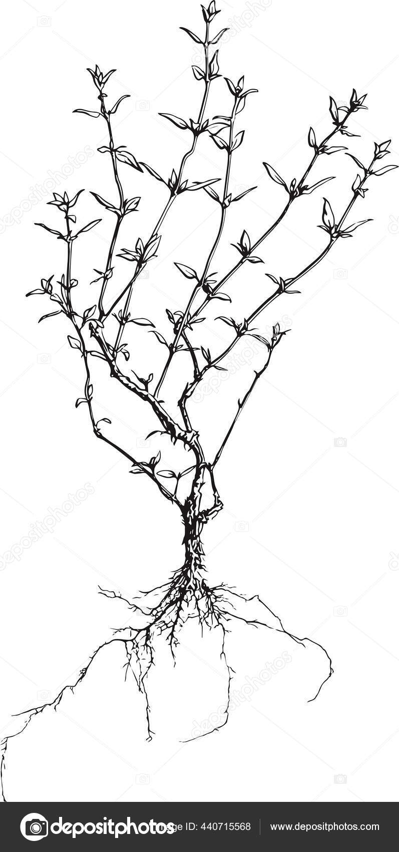 Ilustrasi Vektor Bunga Thyme Merinci Ilustrasi Botani Dengan