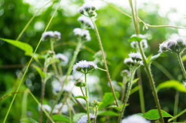 Polen gardern orta tarafında