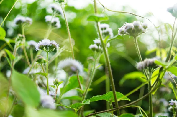 Polen gardern sol tarafında