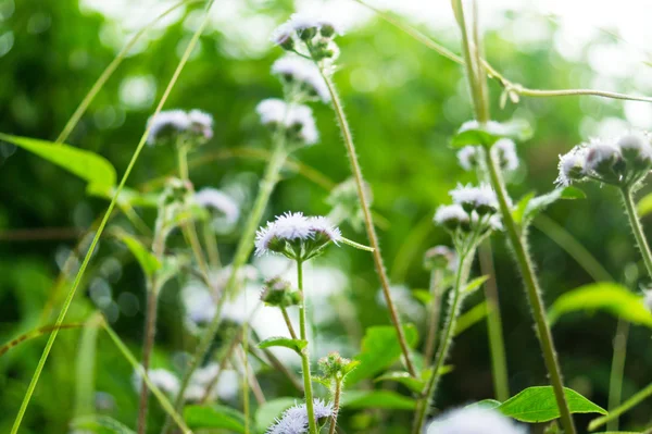 Polen gardern orta tarafında