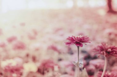 Kozmos tarlası çiçeği