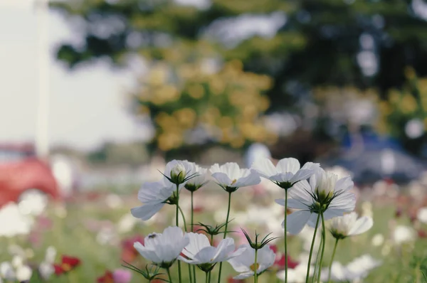 Campo Flor Del Cosmos —  Fotos de Stock