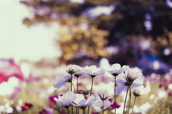 Campo Flor Del Cosmos —  Fotos de Stock