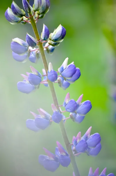 Farbenfroher Garten blühender Lupinenblumen — Stockfoto
