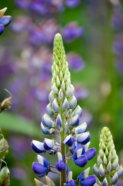 咲くルピナスの花の色鮮やかな庭園 — ストック写真