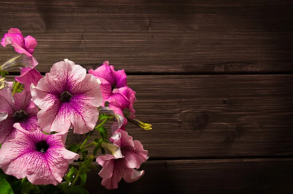 Vacker rosa petunior — Stockfoto