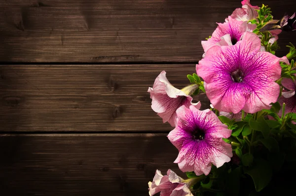 Vacker rosa petunior — Stockfoto