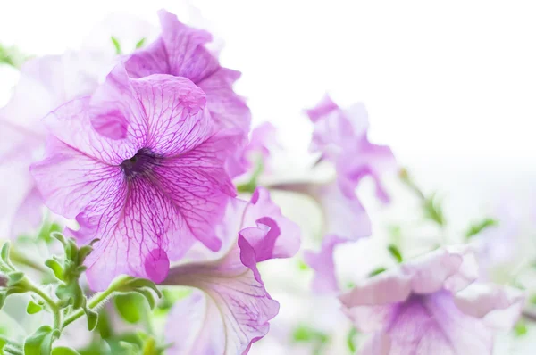 Färgade blured petunia blommor i trädgården — Stockfoto