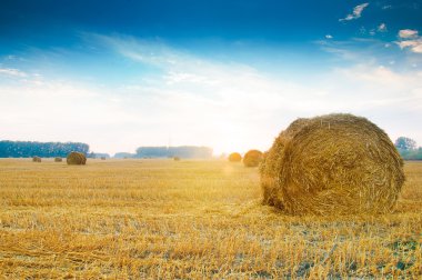 Rus alanları yuvarlak saman balya