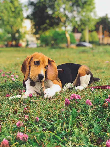 Ein Kleiner Beagle Welpe Liegt Gras Zwischen Kleeblumen Und Nagt — Stockfoto