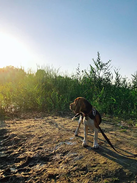 Mały Beagle Szczeniak Stoi Patrzy Kierunku Zachodu Słońca Lecie — Zdjęcie stockowe