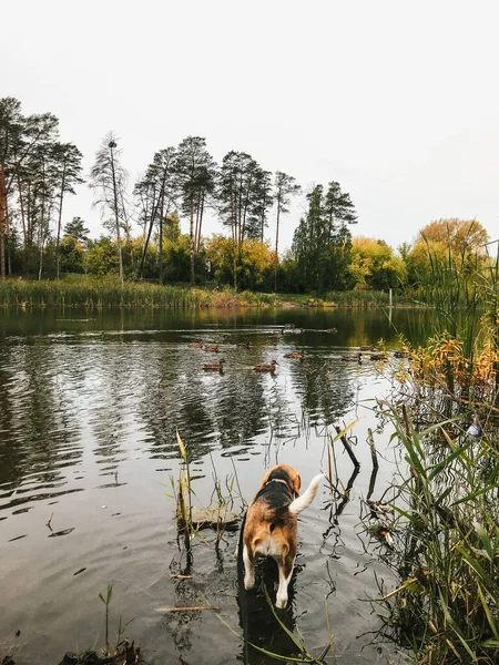 Beagle Perro Caza Dirige Hacia Los Patos Lago Del Bosque — Foto de Stock