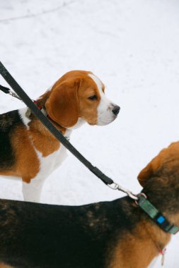İki yavru köpek öğleden sonra karlı bir kış ormanında yürüyüp eğleniyorlar.