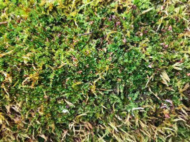 Ormanda yeşil yosun dokusu Eski bir ağaç tepesinde