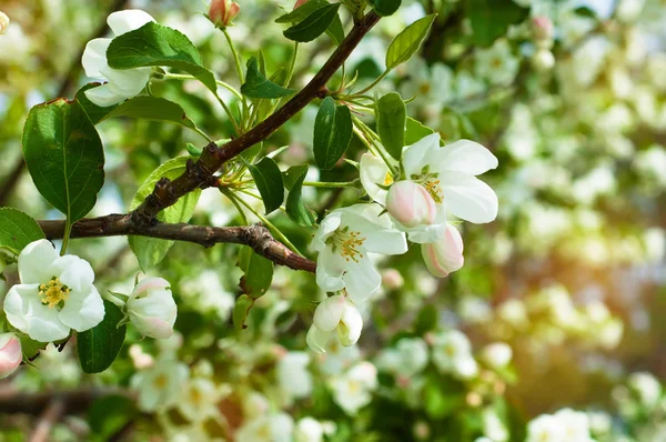 Fioritura di fiori di mela in tempo di primavera con foglie verdi — Foto Stock