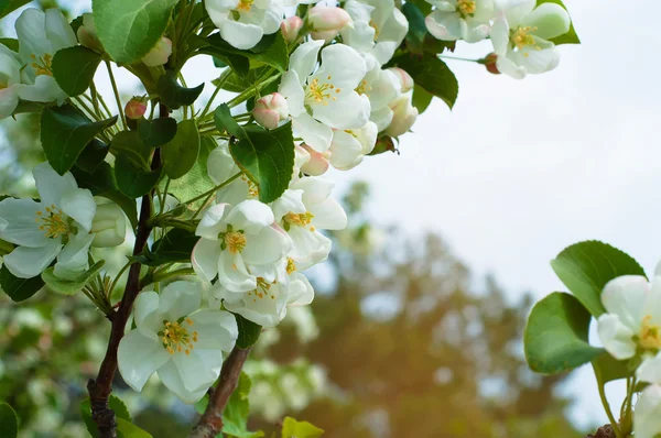 Fioritura di fiori di mela in tempo di primavera con foglie verdi — Foto Stock