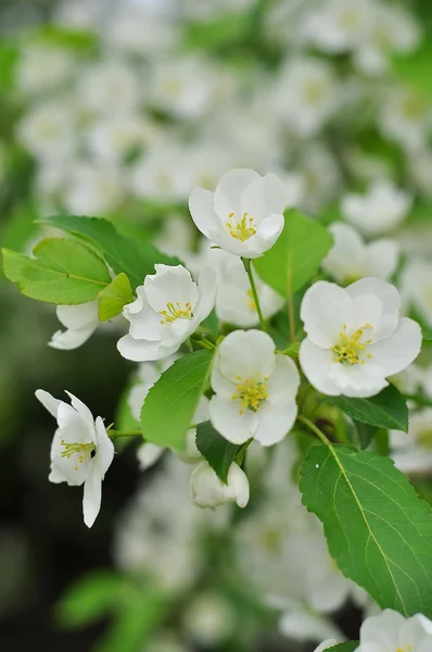 Bluring fiori di mela bianca in primavera con foglie verdi — Foto Stock