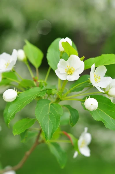 Bluring fiori di mela bianca in primavera con foglie verdi — Foto Stock