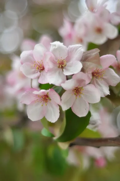 春に緑の葉を持つ bluring ピンク花 — ストック写真