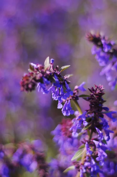 フィールド上の紫色の花 — ストック写真