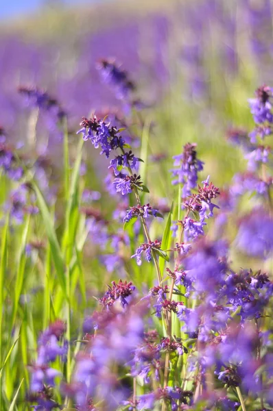 Violette Blumen auf dem Feld — Stockfoto