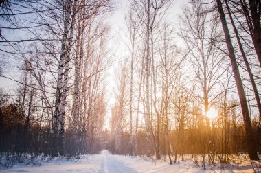 Günbatımı kış ormandaki ağaçlar suşlar arasında