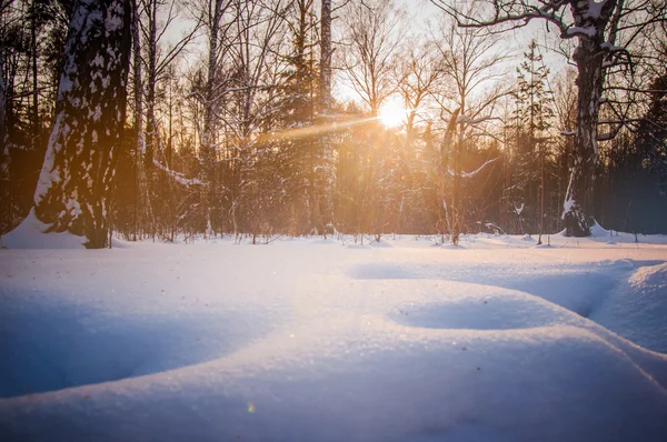 Захід сонця між тріщинами дерев в зимовому лісі — стокове фото