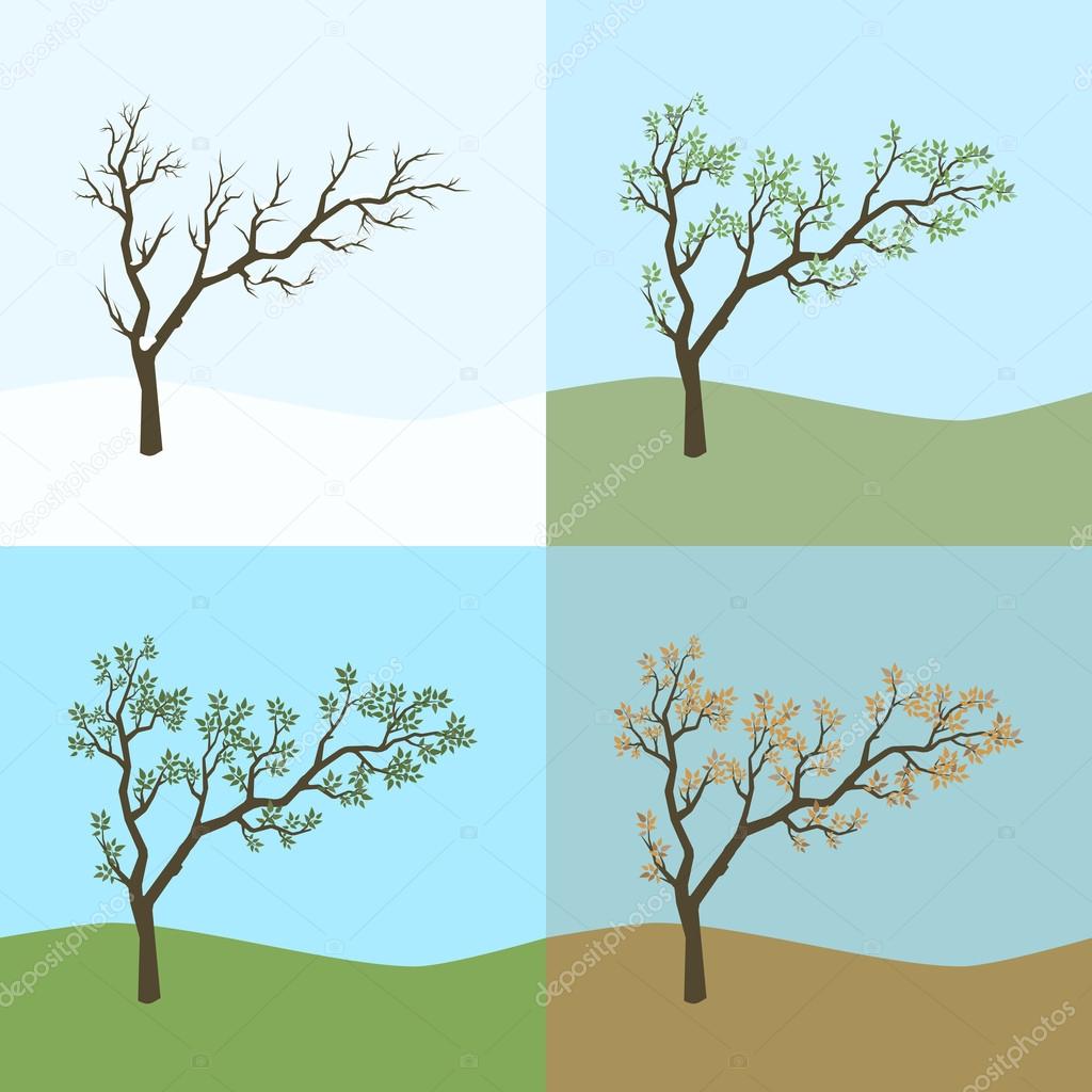 Tree in seasons