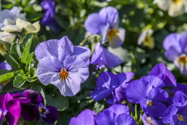 Pansy Viola üç renkli