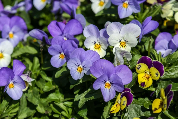 Pansy Viola tricolor — Stock Photo, Image