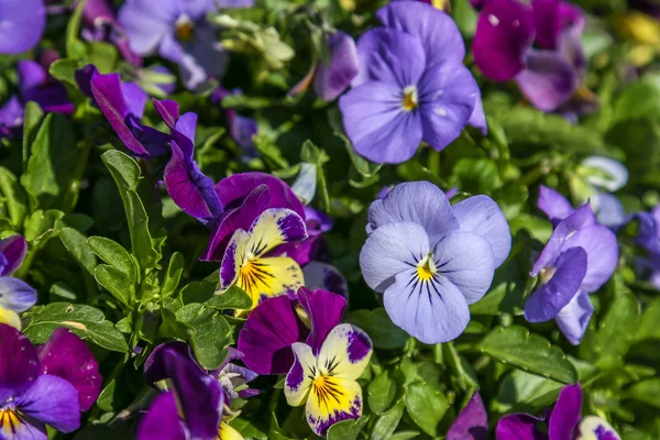 Pansy Viola tricolor — Stock Photo, Image