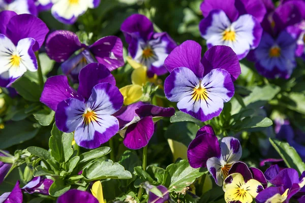 Pansy Viola tricolor — Stock Photo, Image