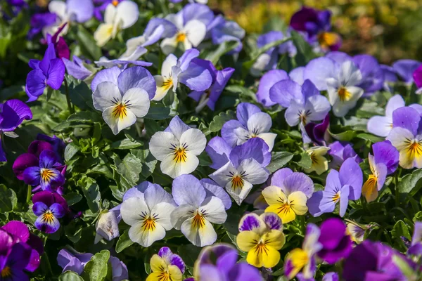 Pansy Viola tricolor — Stock Photo, Image