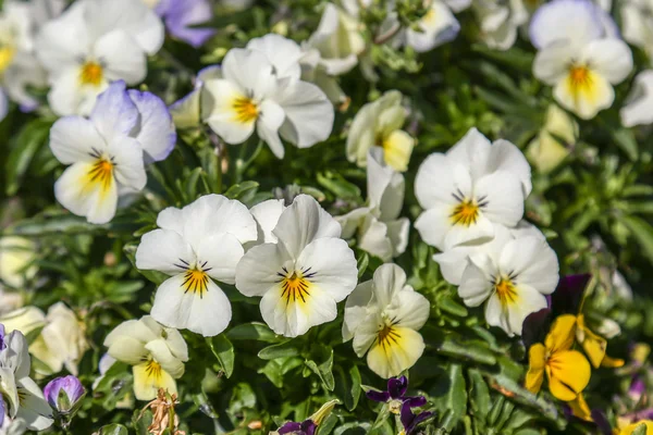 Pansy Viola üç renkli Stok Resim