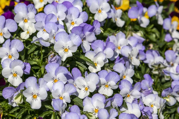Pansy or Viola tricolor — Stock Photo, Image