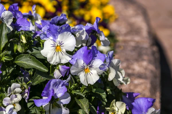 Pansy or Viola tricolor — Stock Photo, Image