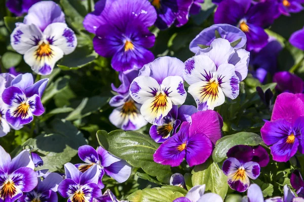 Hercai menekşe veya Viola üç renkli Telifsiz Stok Imajlar