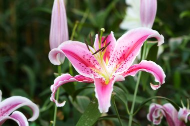 Lily