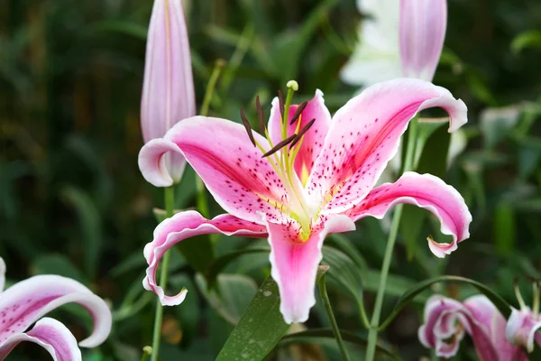 Lily. —  Fotos de Stock