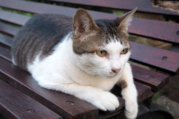 Толстый кот — стоковое фото