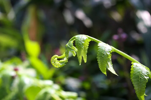 Felce vegetale — Foto Stock