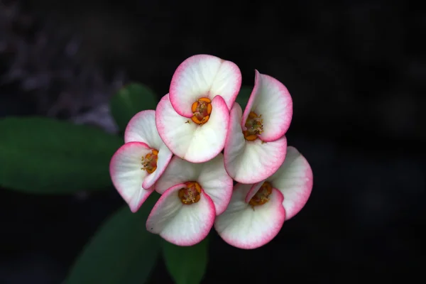 Euphorbia milli Desmoul — Stock Fotó