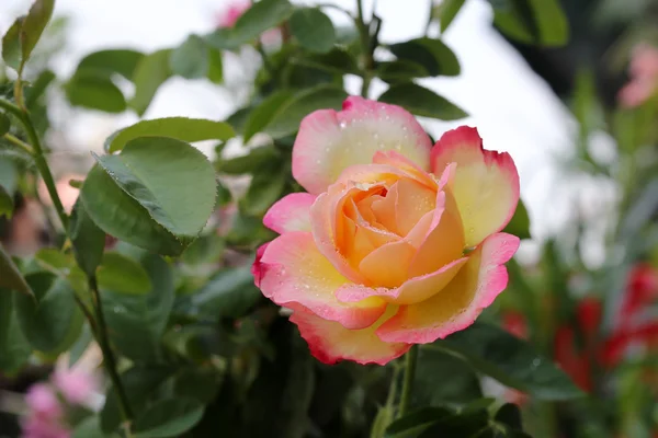 Ruusu — kuvapankkivalokuva