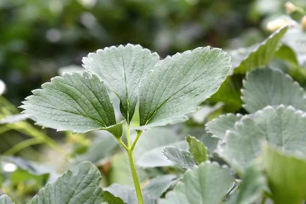 Strawberry Leaf — Stock Photo, Image