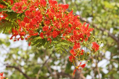 Royal Poinciana