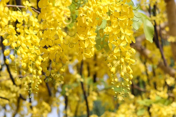 Chuveiro dourado — Fotografia de Stock