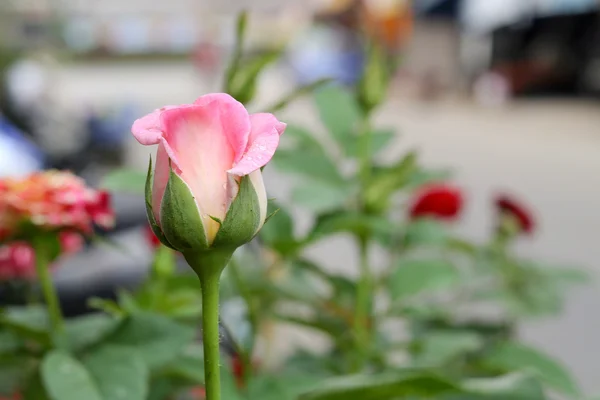 Gül — Stok fotoğraf